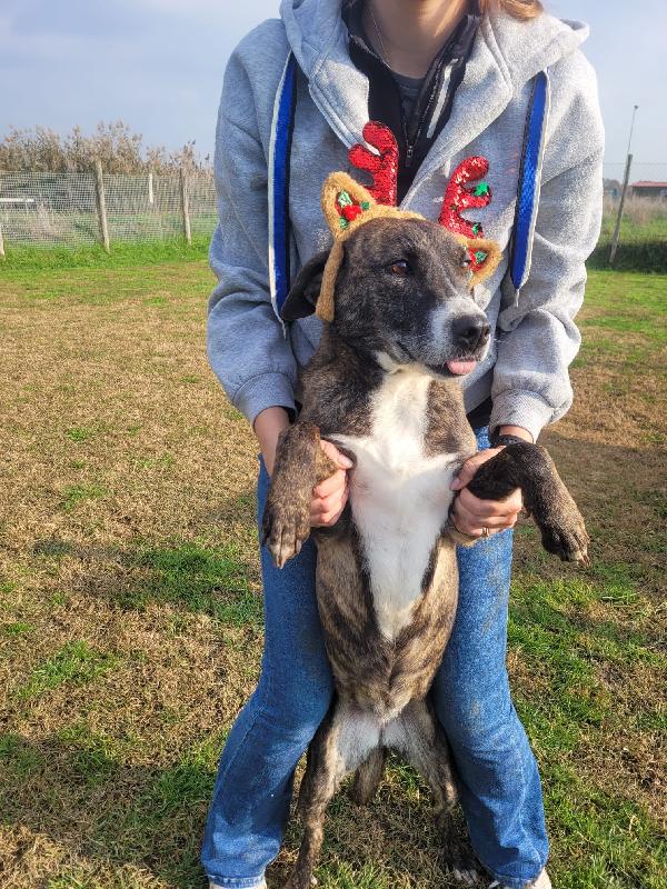Zoom, la cagnolina più simpatica del canile  Foto 6